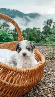 Bud, a male Miniature Bernedoodle and Miniature Aussiedoodle for sale in Tryon, NC – 1 of 5