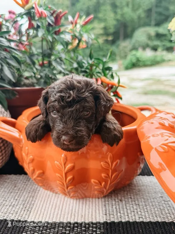 Waylon – Miniature Aussiedoodle puppy for sale in Tryon, NC