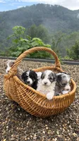 Nova, a female Miniature Bernedoodle and Miniature Aussiedoodle for sale in Tryon, NC – 6 of 7