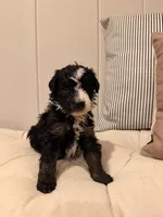 Nova, a female Miniature Bernedoodle and Miniature Aussiedoodle for sale in Tryon, NC – 7 of 7
