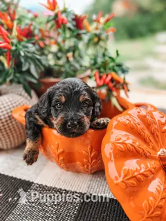 Cash – Miniature Aussiedoodle puppy for sale in Tryon, NC