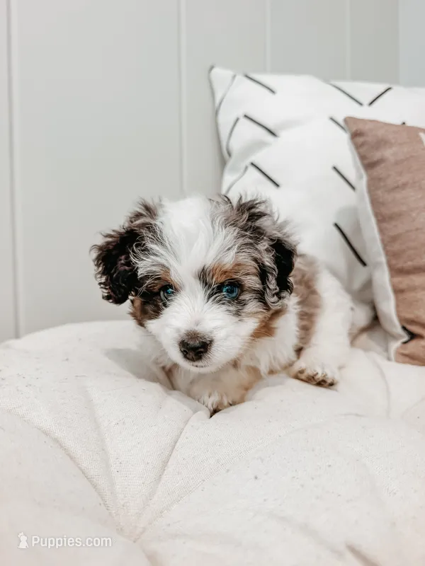 Bud – Miniature Bernedoodle, Miniature Aussiedoodle puppy for sale in Tryon, NC
