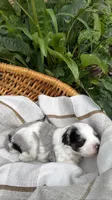 Bud, a male Miniature Bernedoodle and Miniature Aussiedoodle for sale in Tryon, NC – 3 of 5