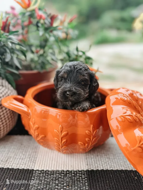 Hank – Miniature Aussiedoodle puppy for sale in Tryon, NC