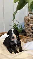 Nova, a female Miniature Bernedoodle and Miniature Aussiedoodle for sale in Tryon, NC – 2 of 7