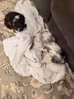 Bud, a male Miniature Bernedoodle and Miniature Aussiedoodle for sale in Tryon, NC – 5 of 5