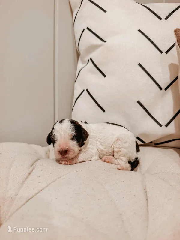 Smokey – Miniature Aussiedoodle puppy for sale in Tryon, NC