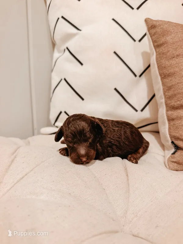 Maple – Miniature Aussiedoodle puppy for sale in Tryon, NC