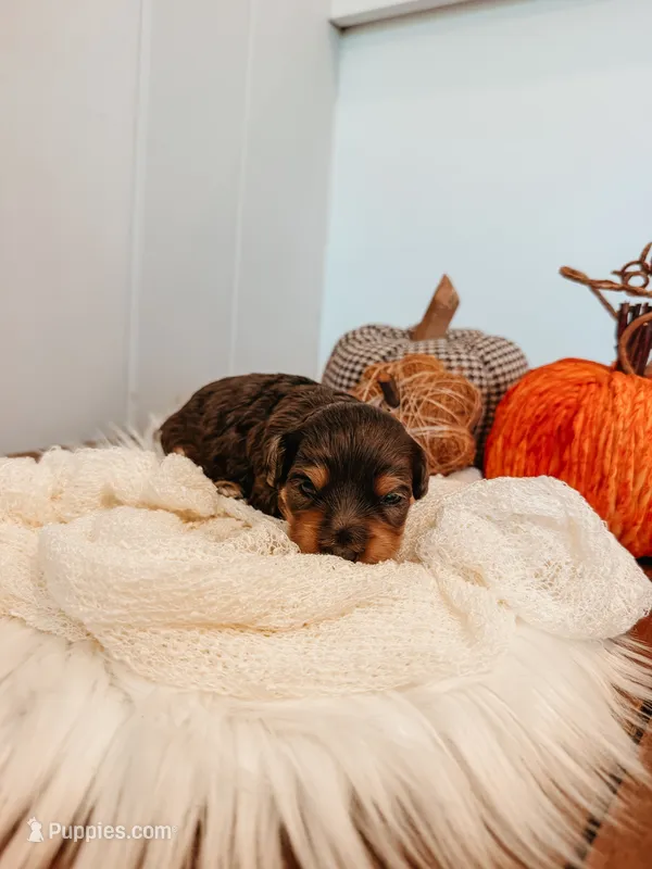Boone – Miniature Aussiedoodle puppy for sale in Tryon, NC