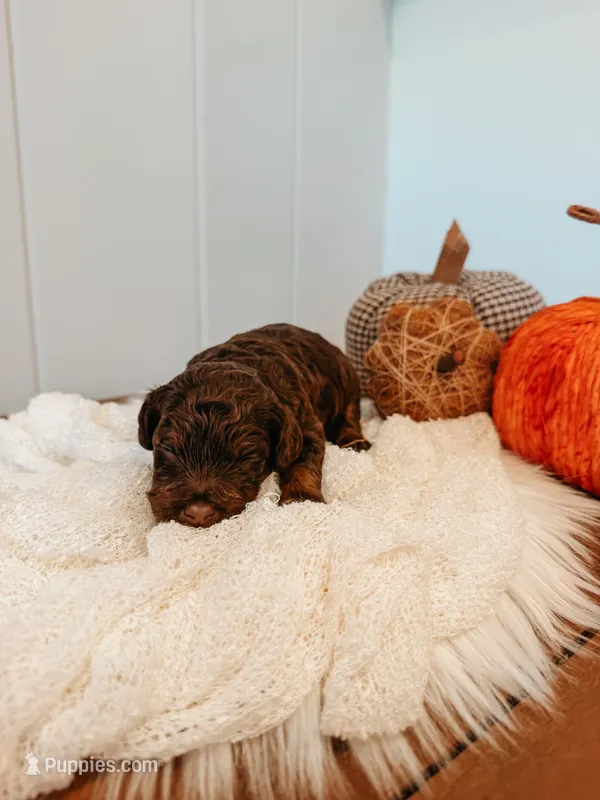 Brooks – Miniature Aussiedoodle puppy for sale in Tryon, NC