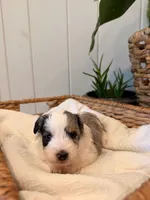 Bud, a male Miniature Bernedoodle and Miniature Aussiedoodle for sale in Tryon, NC – 2 of 5