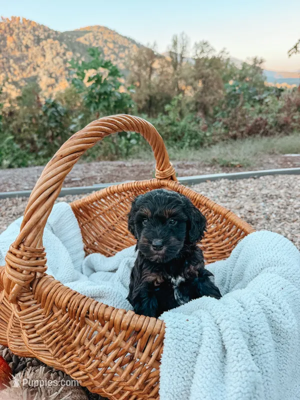 Hank – Miniature Aussiedoodle puppy for sale in Tryon, NC