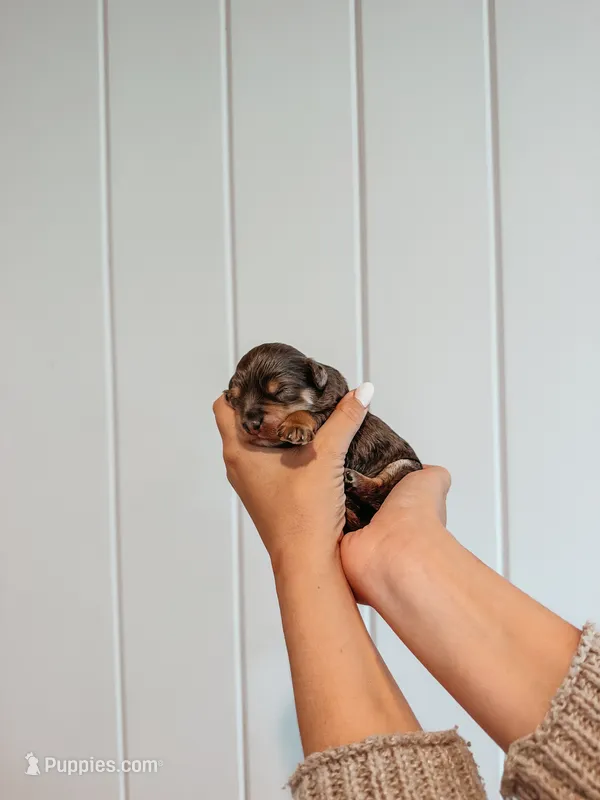 Boone – Miniature Aussiedoodle puppy for sale in Tryon, NC