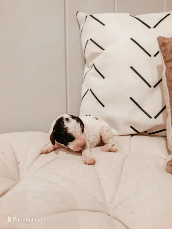 Oak – Miniature Aussiedoodle puppy for sale in Tryon, NC