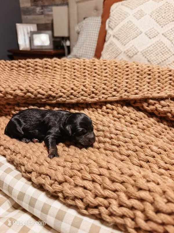 Beau – Miniature Aussiedoodle puppy for sale in Tryon, NC