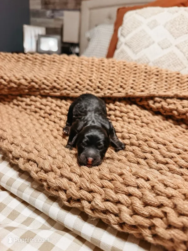Hank – Miniature Aussiedoodle puppy for sale in Tryon, NC