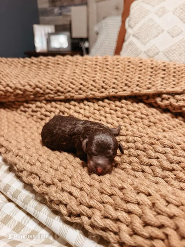 Waylon – Miniature Aussiedoodle puppy for sale in Tryon, NC