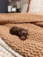 Waylon, a male Miniature Aussiedoodle for sale in Tryon, NC – 1 of 2