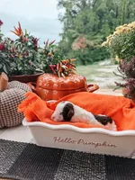 Smokey, a male Miniature Aussiedoodle for sale in Tryon, NC – 1 of 1