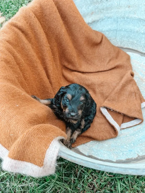Cash – Miniature Aussiedoodle puppy for sale in Tryon, NC