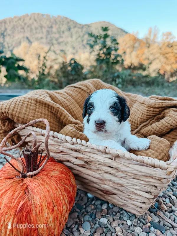 Smokey – Miniature Aussiedoodle puppy for sale in Tryon, NC