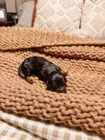 Cash, a male Miniature Aussiedoodle for sale in Tryon, NC – 1 of 2