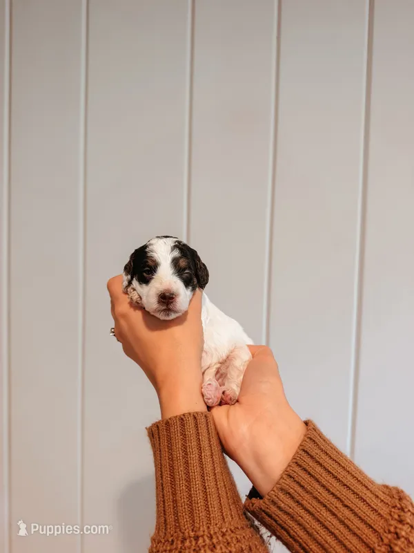 Autumn – Miniature Aussiedoodle puppy for sale in Tryon, NC