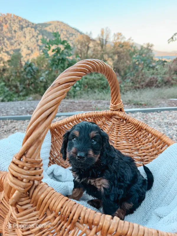 Cash – Miniature Aussiedoodle puppy for sale in Tryon, NC