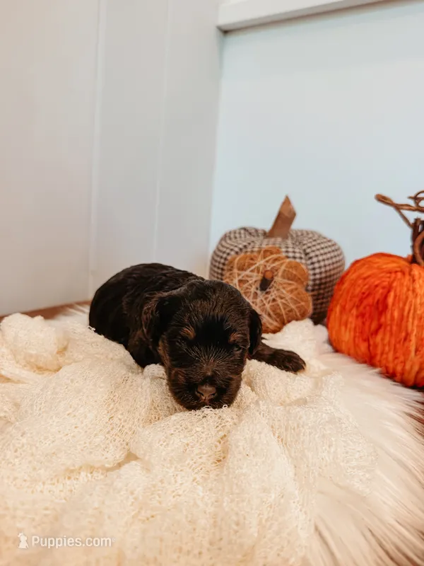 Hank – Miniature Aussiedoodle puppy for sale in Tryon, NC