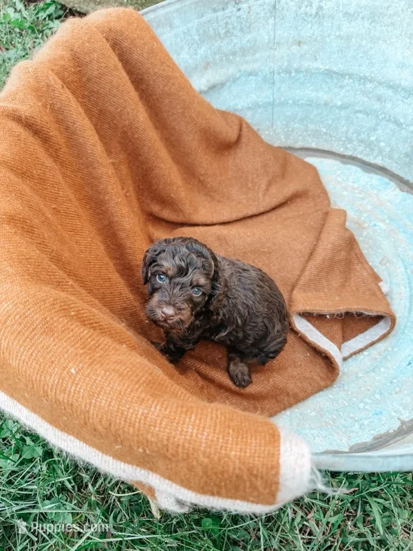 Brooks – Miniature Aussiedoodle puppy for sale in Tryon, NC