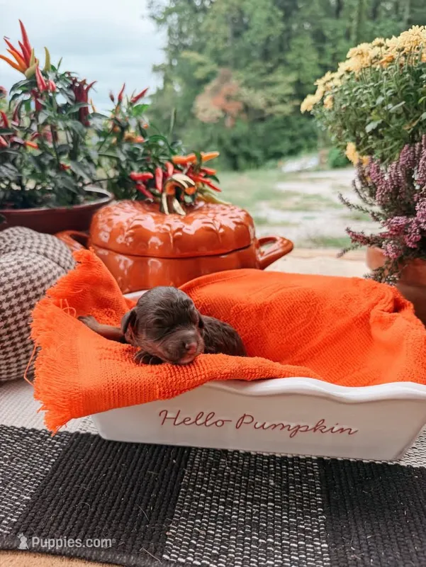 Copper – Miniature Aussiedoodle puppy for sale in Tryon, NC