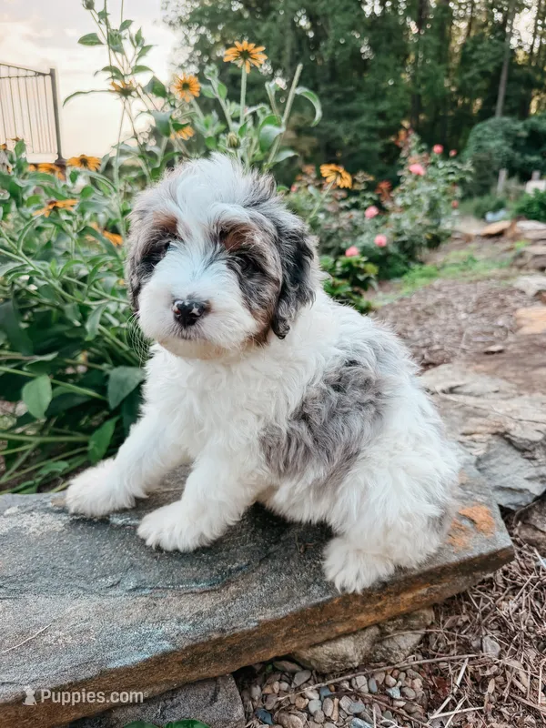 Reed – Miniature Bernedoodle, Miniature Aussiedoodle puppy for sale in Tryon, NC