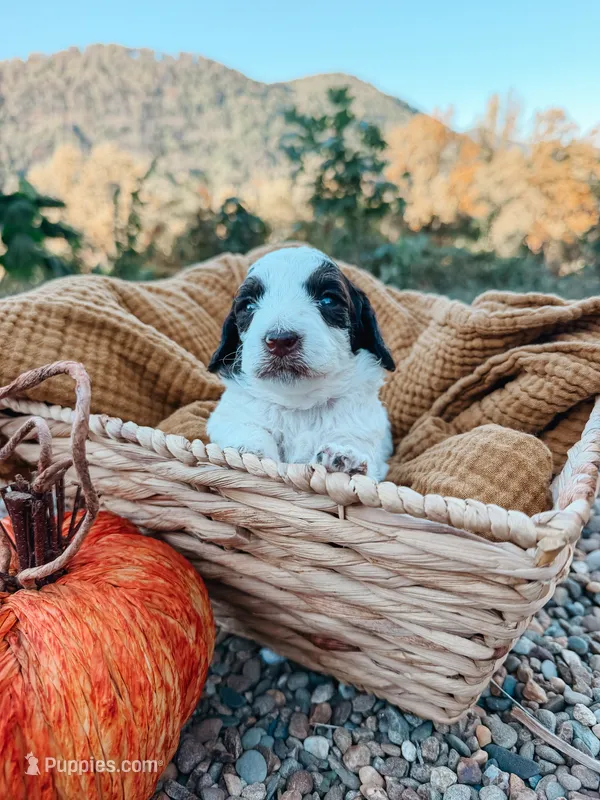 Oak – Miniature Aussiedoodle puppy for sale in Tryon, NC