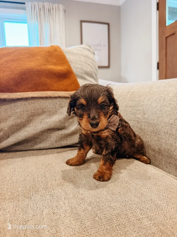 Boone – Miniature Aussiedoodle puppy for sale in Tryon, NC