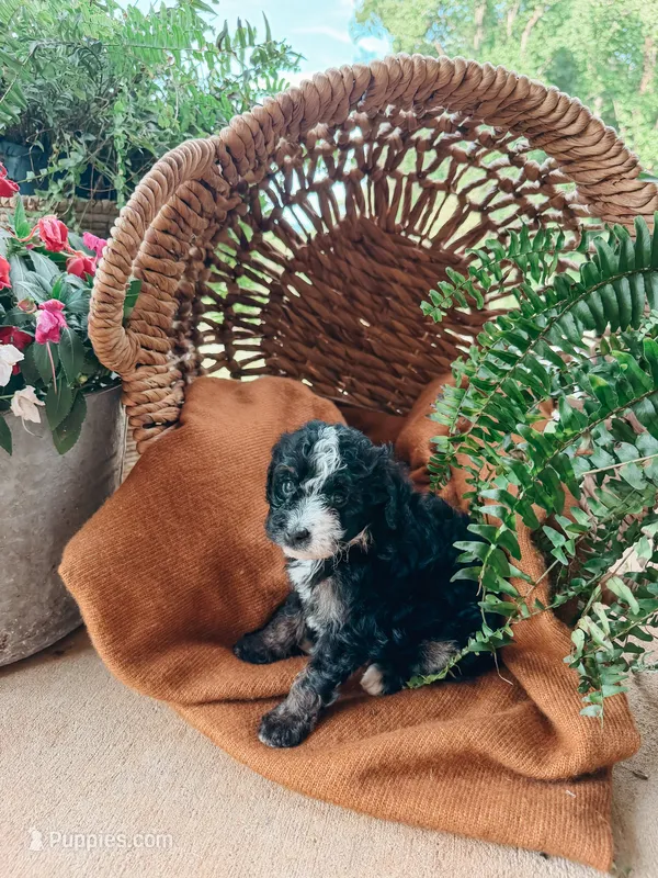Nova – Miniature Bernedoodle, Miniature Aussiedoodle puppy for sale in Tryon, NC