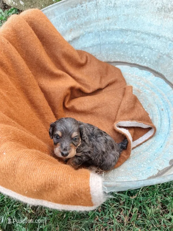 Boone – Miniature Aussiedoodle puppy for sale in Tryon, NC