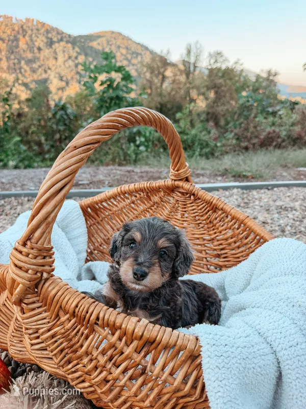 Boone – Miniature Aussiedoodle puppy for sale in Tryon, NC