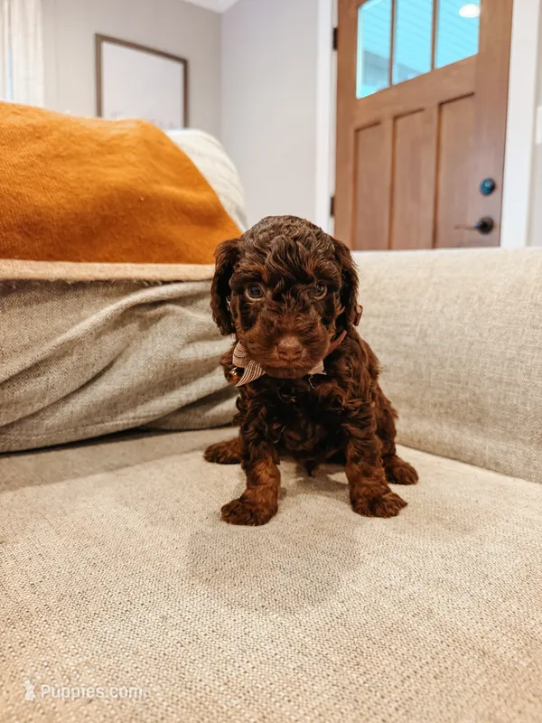 Waylon – Miniature Aussiedoodle puppy for sale in Tryon, NC