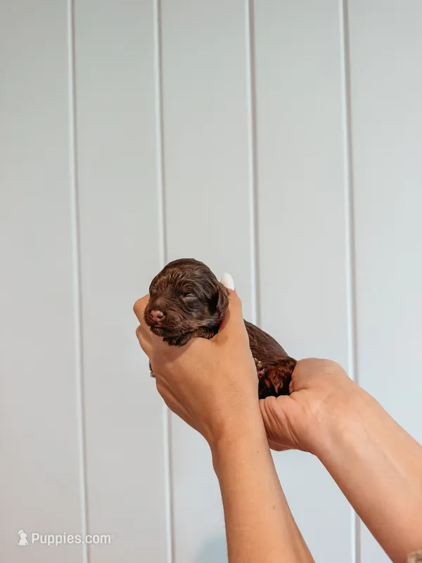 Brooks – Miniature Aussiedoodle puppy for sale in Tryon, NC