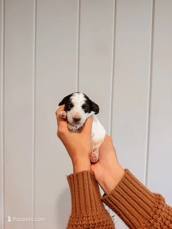 Oak – Miniature Aussiedoodle puppy for sale in Tryon, NC