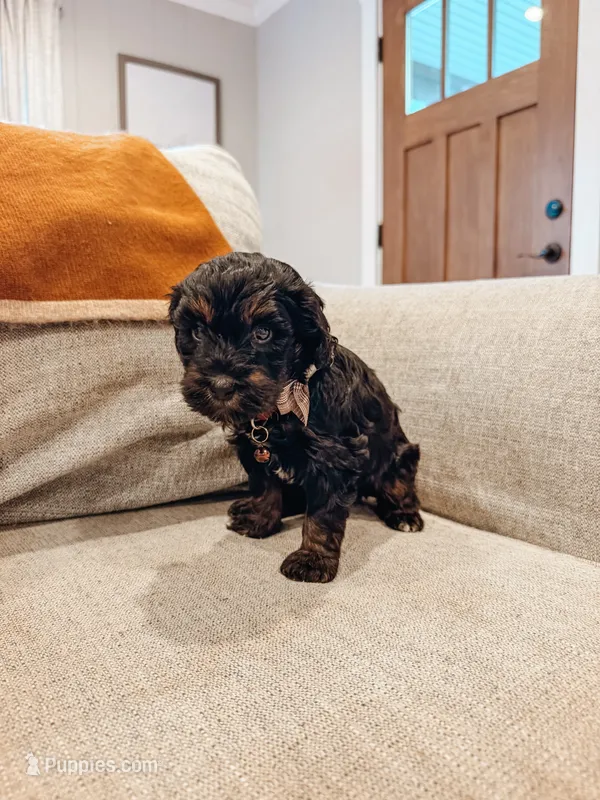 Hank – Miniature Aussiedoodle puppy for sale in Tryon, NC