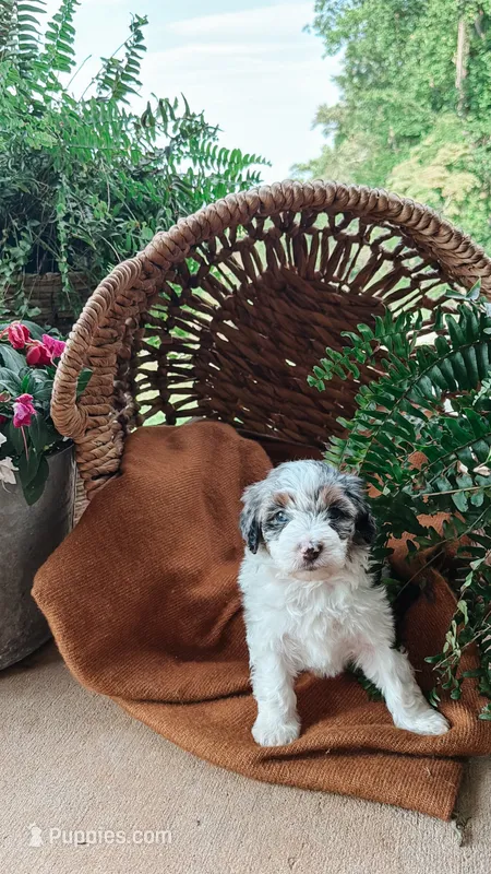 Reed – Miniature Bernedoodle, Miniature Aussiedoodle puppy for sale in Tryon, NC