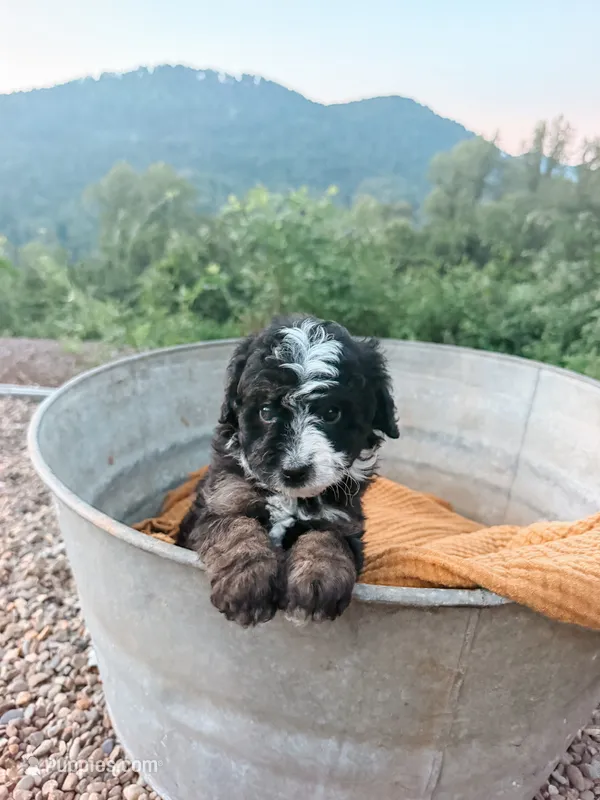 Nova – Miniature Bernedoodle, Miniature Aussiedoodle puppy for sale in Tryon, NC