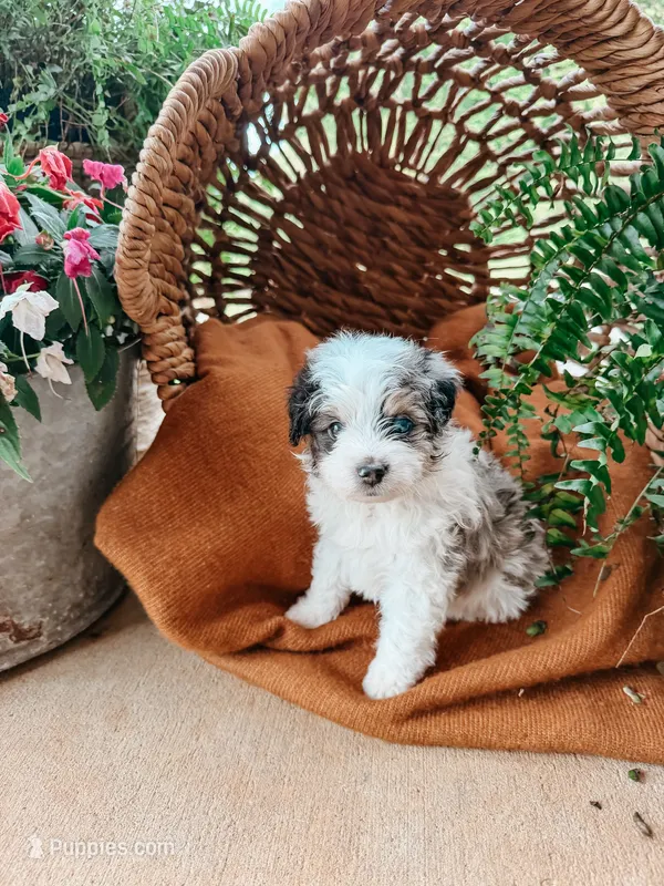 Bud – Miniature Bernedoodle, Miniature Aussiedoodle puppy for sale in Tryon, NC