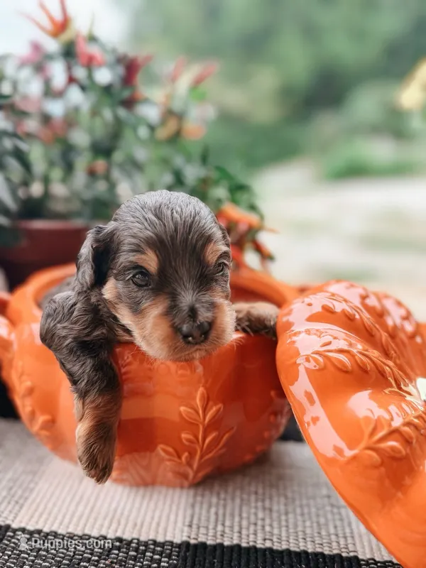 Boone – Miniature Aussiedoodle puppy for sale in Tryon, NC