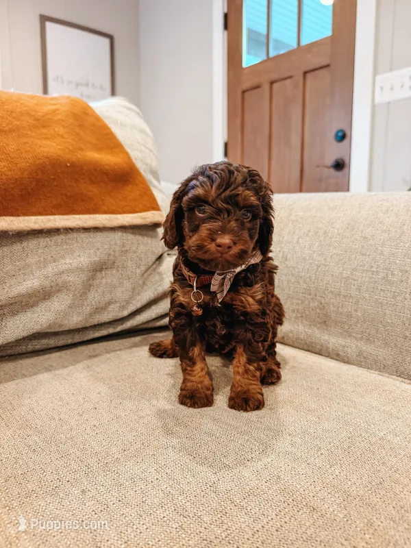 Brooks – Miniature Aussiedoodle puppy for sale in Tryon, NC