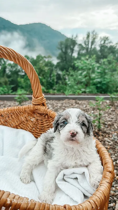 Reed – Miniature Bernedoodle, Miniature Aussiedoodle puppy for sale in Tryon, NC