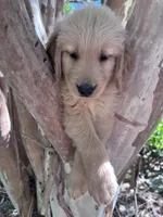 Bella, a female Golden Retriever for sale in Mount Airy, NC – 6 of 10