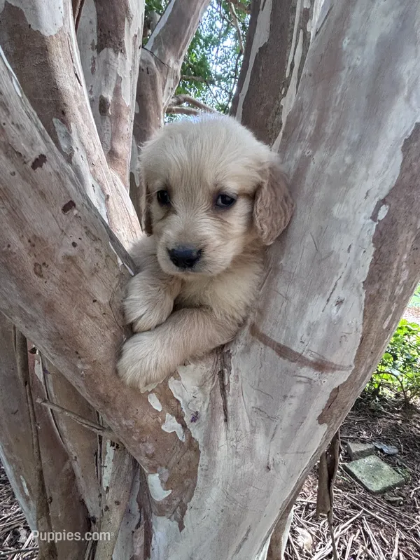 Hunter – Golden Retriever puppy for sale in Mount Airy, NC