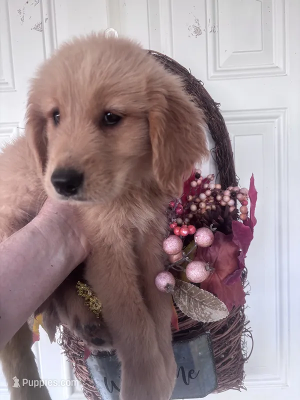 Teddy – Golden Retriever puppy for sale in Mount Airy, NC